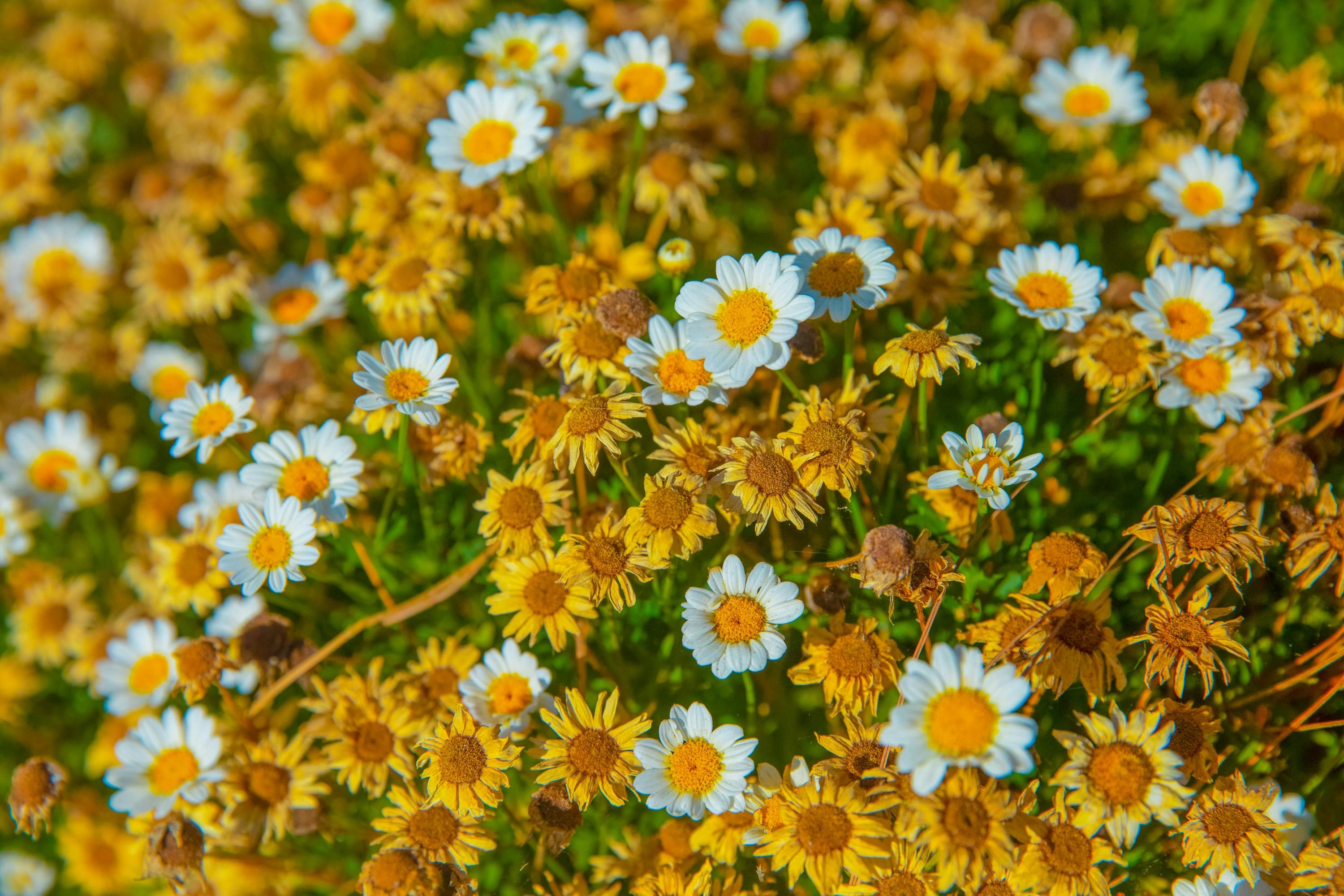 driedflowersyellow
